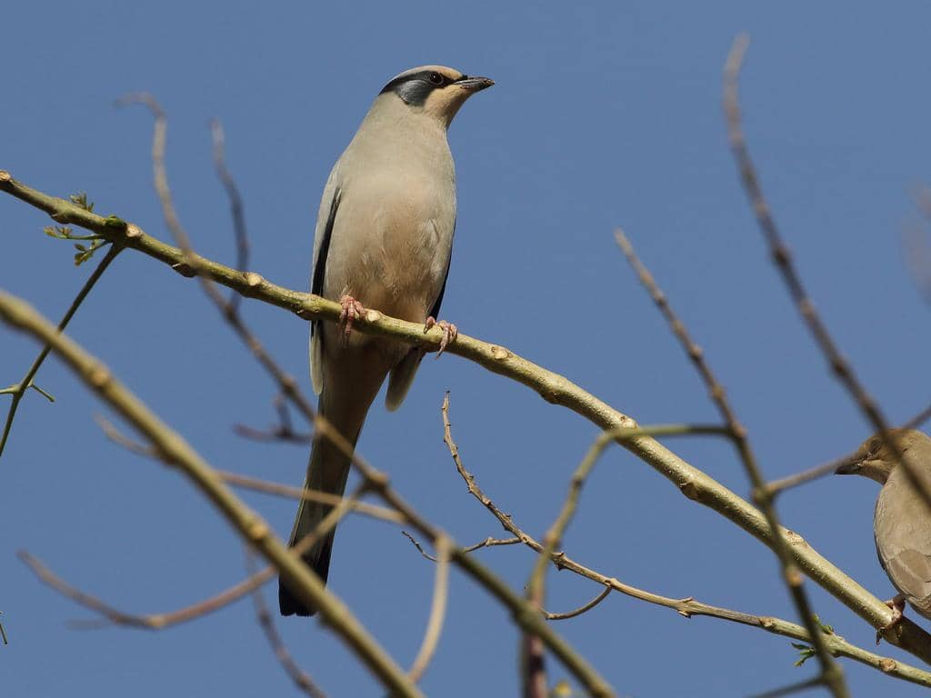 Hypocolius ampelinus