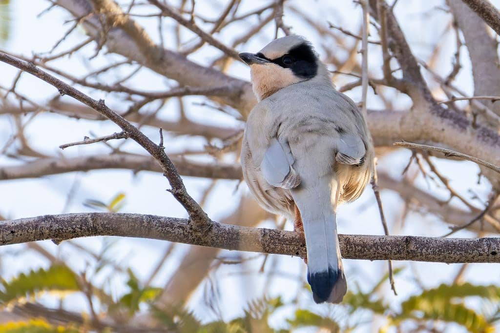 Hypocolius ampelinus