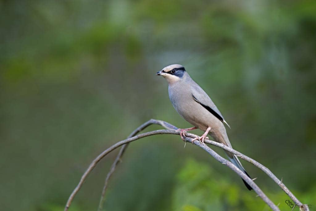 Hypocolius ampelinus