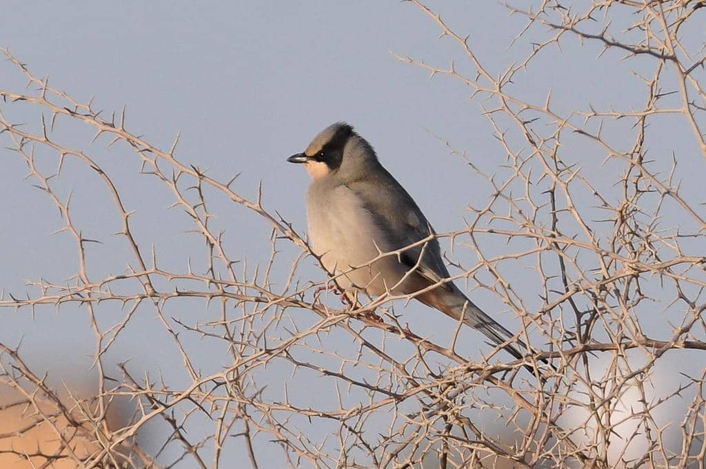 Hypocolius ampelinus