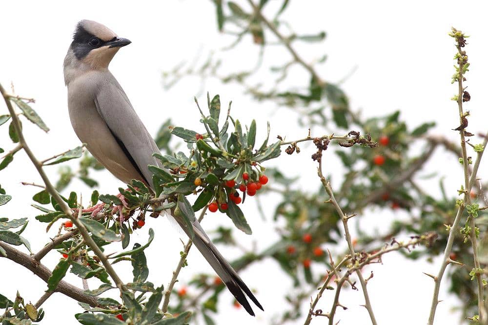 Hypocolius ampelinus