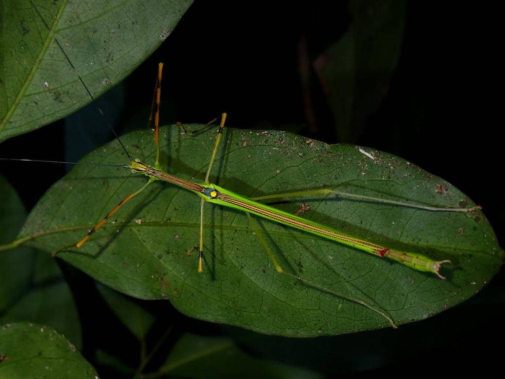 Anarchodes annulipes