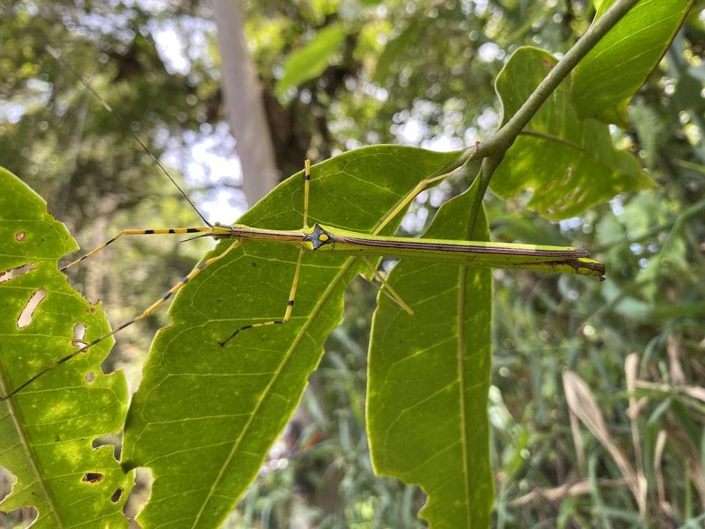 Anarchodes annulipes