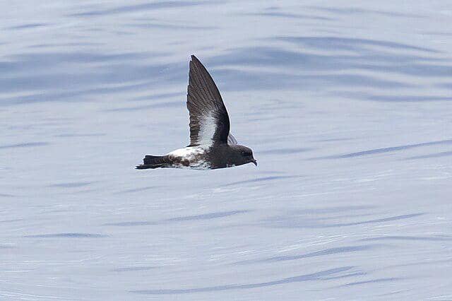 potret burung new zealand storm petrel