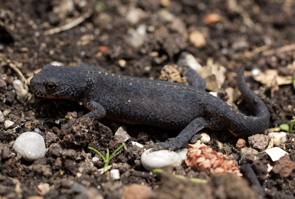 5 Fakta Unik Alpine Newt, Mulai Berevolusi pada Periode Miosen