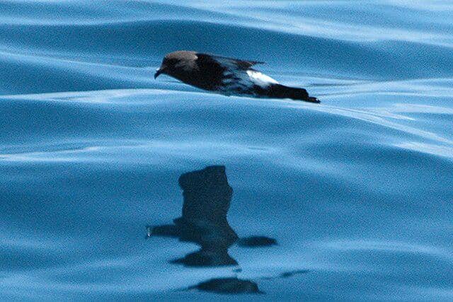 potret burung new zealand storm petrel