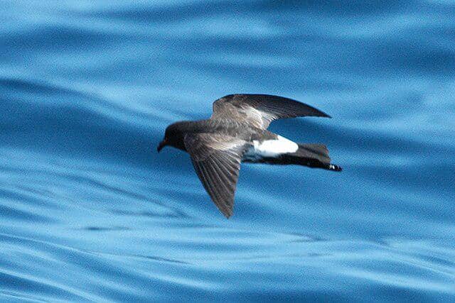 potret burung new zealand storm petrel