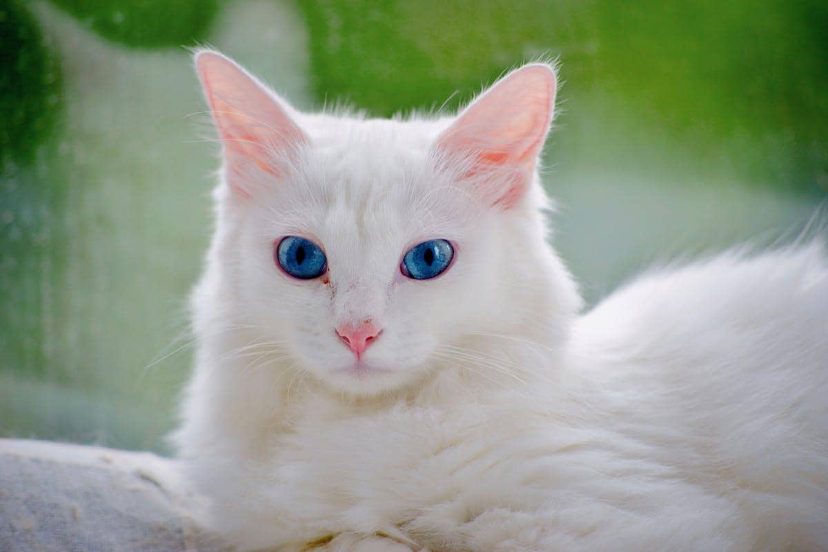 Kucing putih juga seringkali dianggap tuli