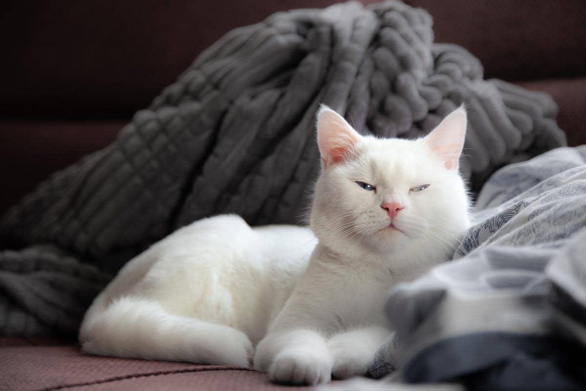 Kenapa Kucing Putih Sering Dianggap Bodoh? Ini Alasannya