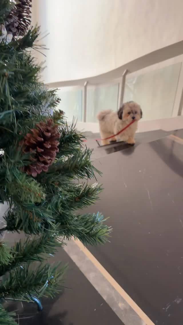 anjing peliharaan Soha Ali Khan