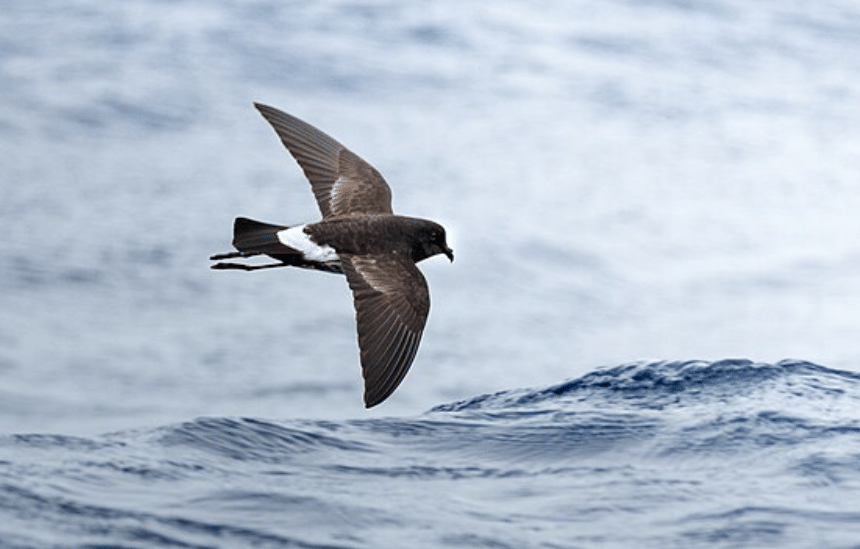 potret burung new zealand storm petrel