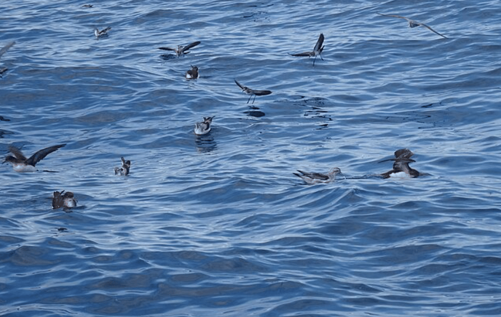 potret burung new zealand storm petrel