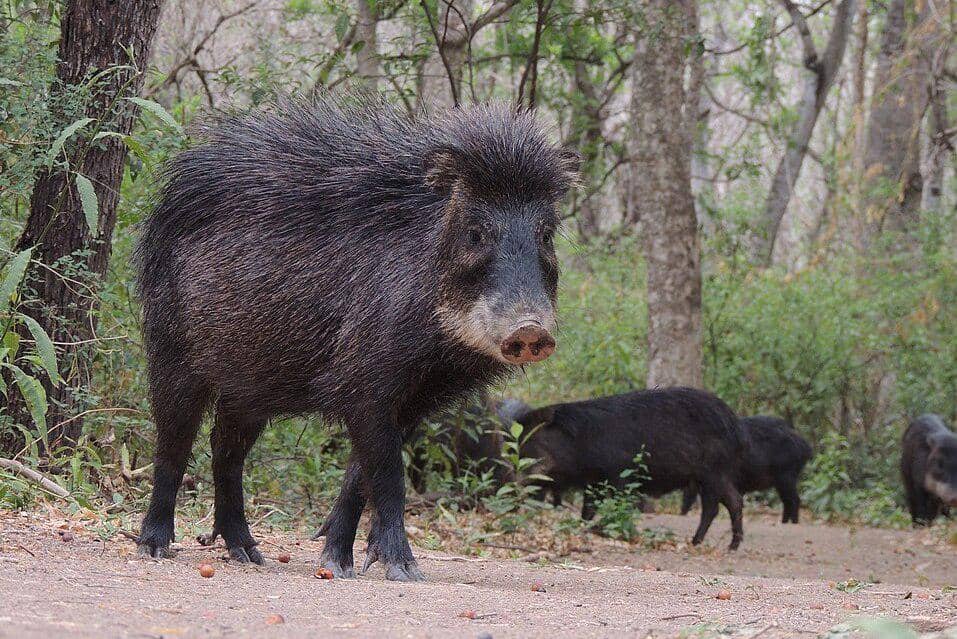 Pekari bibir putih ini terlihat di Argentina. 