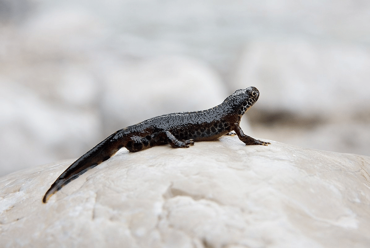 alpine newt