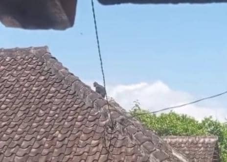 Diduga lutung Jawa (Trachypithecus auratus) berkeliaran di atas genting warga Tamanarum Parang. IDN Times/Riyanto.