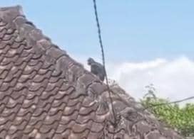 Diduga lutung Jawa (Trachypithecus auratus) berkeliaran di atas genting warga Tamanarum Parang. IDN Times/Riyanto.