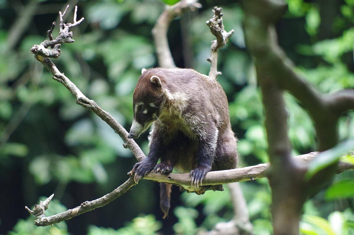 coati hidung putih