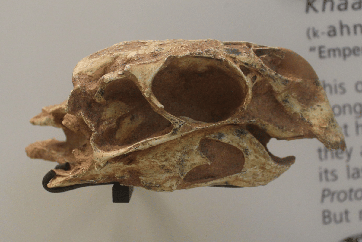 rekonstruksi tengkorak Khaan