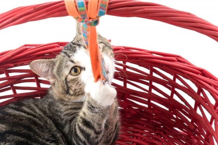 ilustrasi kucing sedang bermain