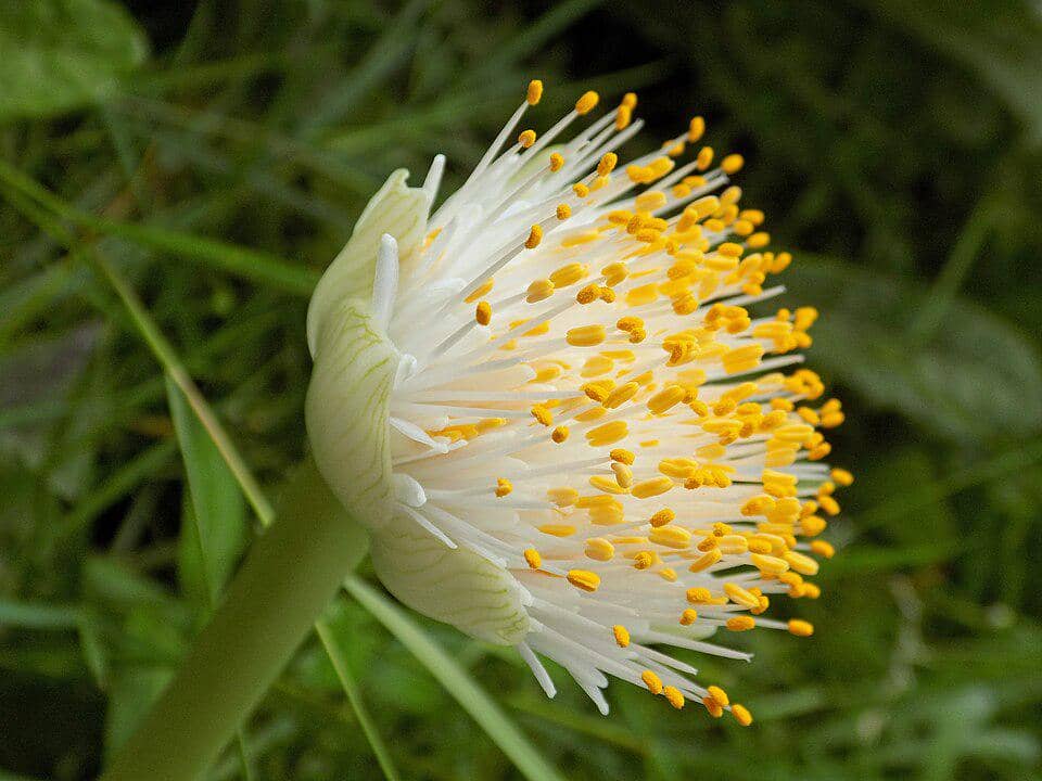 Haemanthus albiflos