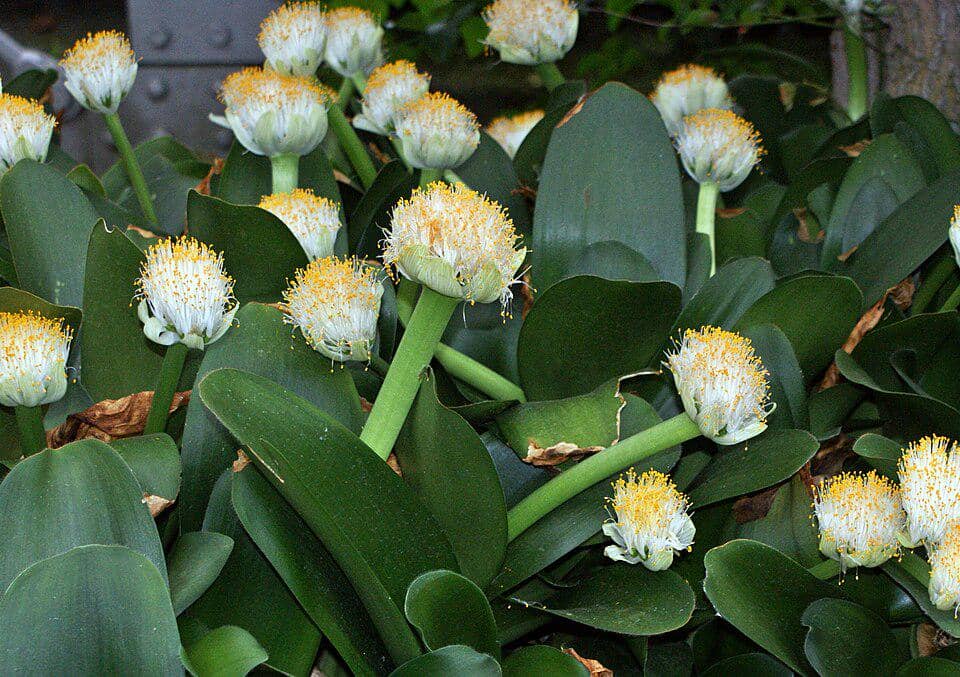 Haemanthus albiflos