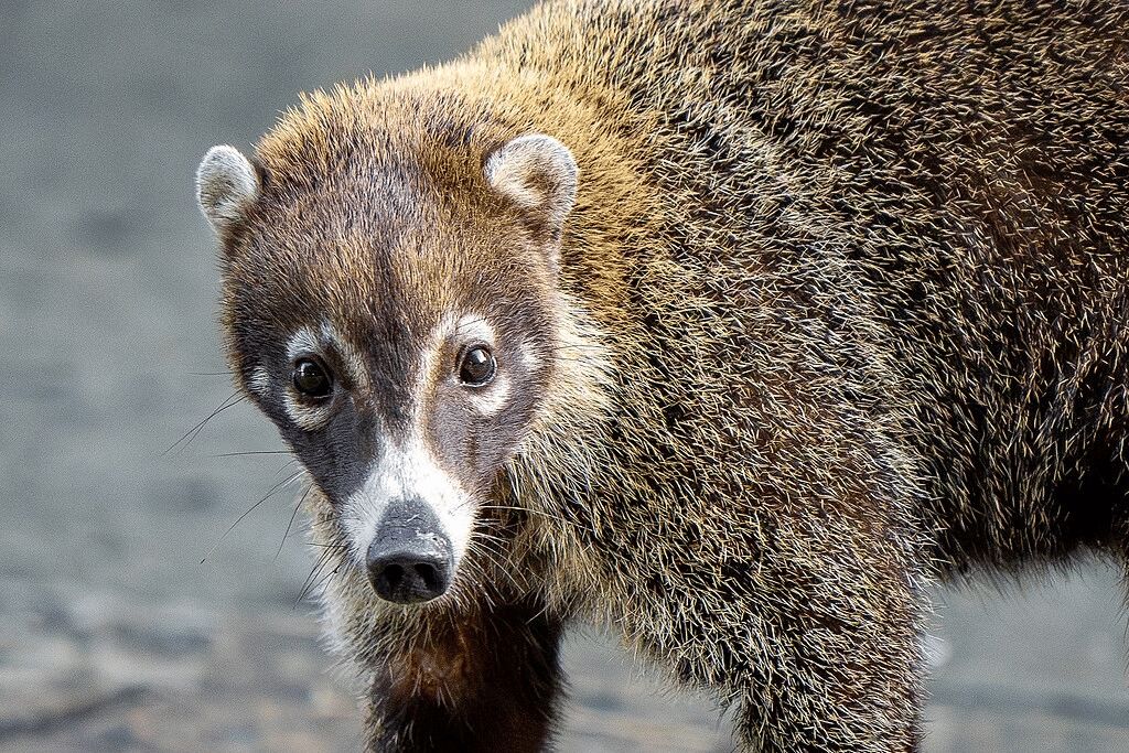 5 Fakta Unik Coati Hidung Putih, Penyerbuk Alami Pohon Balsa