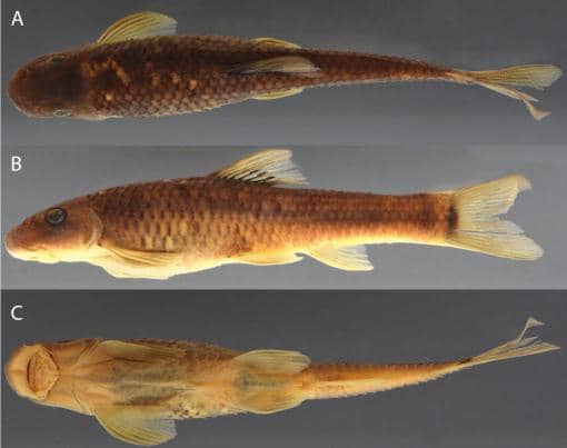 spesimen ikan Supradiscus varidiscus yang baru ditemukan