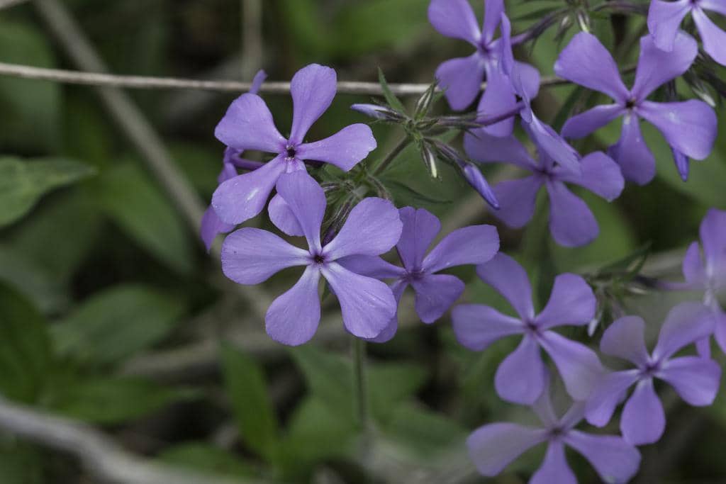 Wild blue phlox
