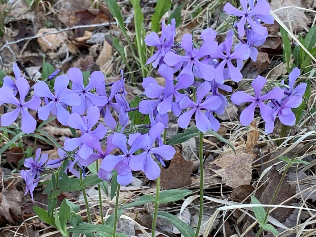 Wild blue phlox