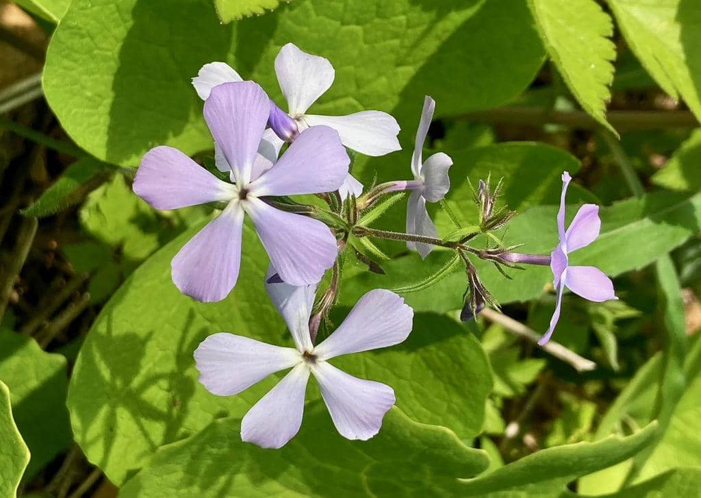 Wild blue phlox