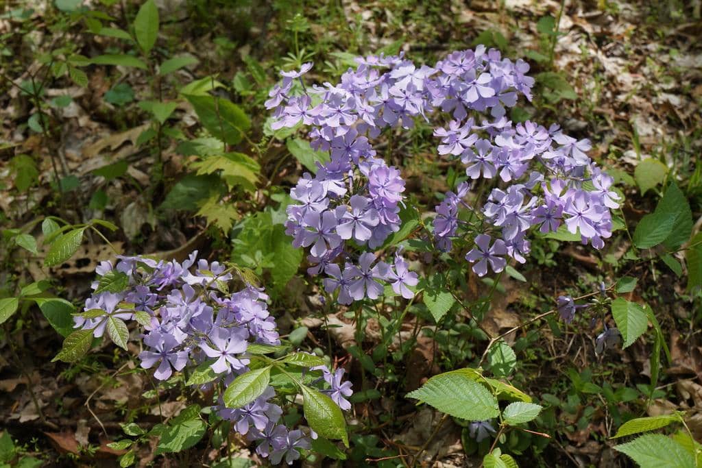 Wild blue phlox