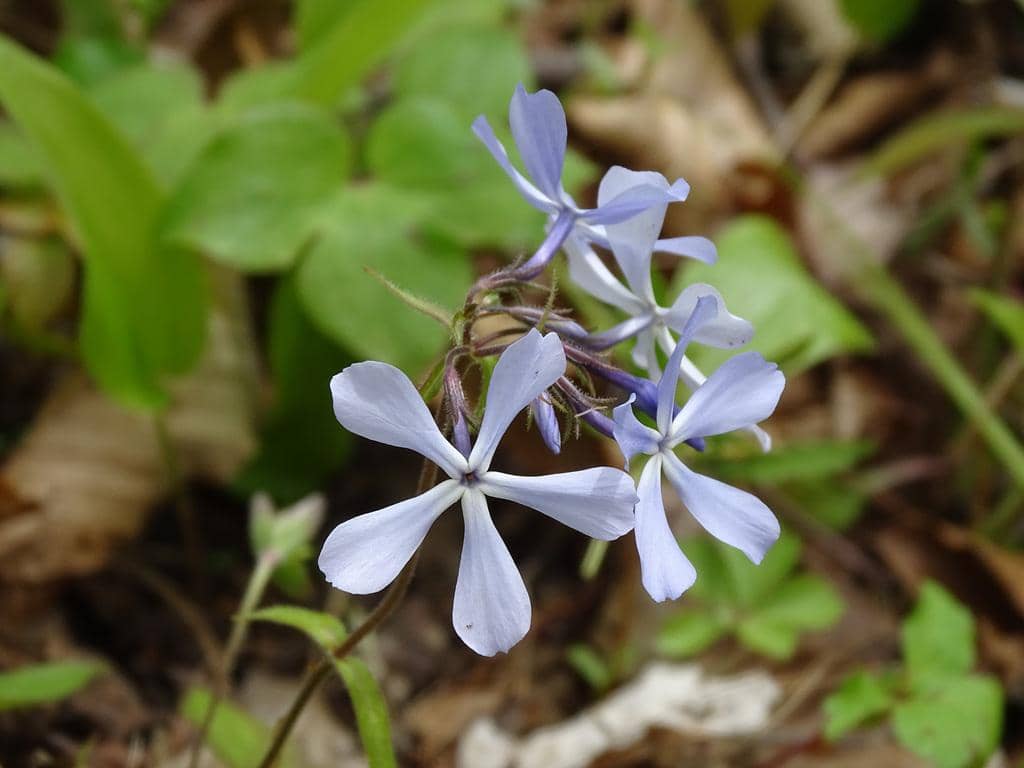 Wild blue phlox