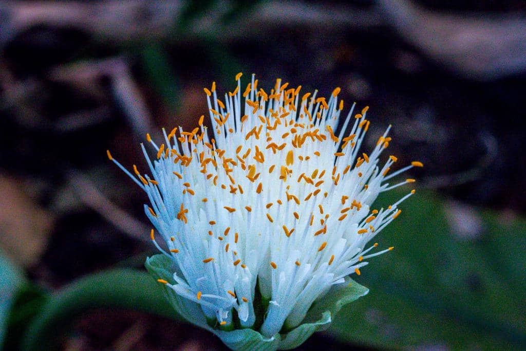 Haemanthus albiflos
