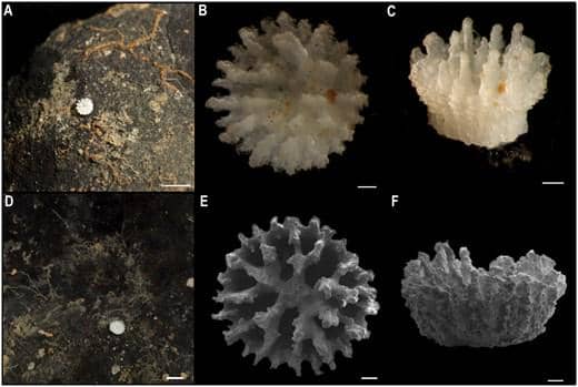 sosok karang laut Deltocyathus zoemetallicus dengan bentuk unik