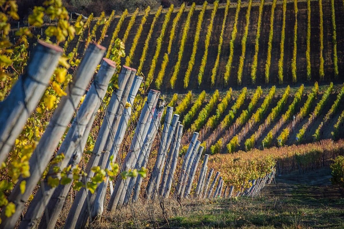 Ilustrasi kebun anggur