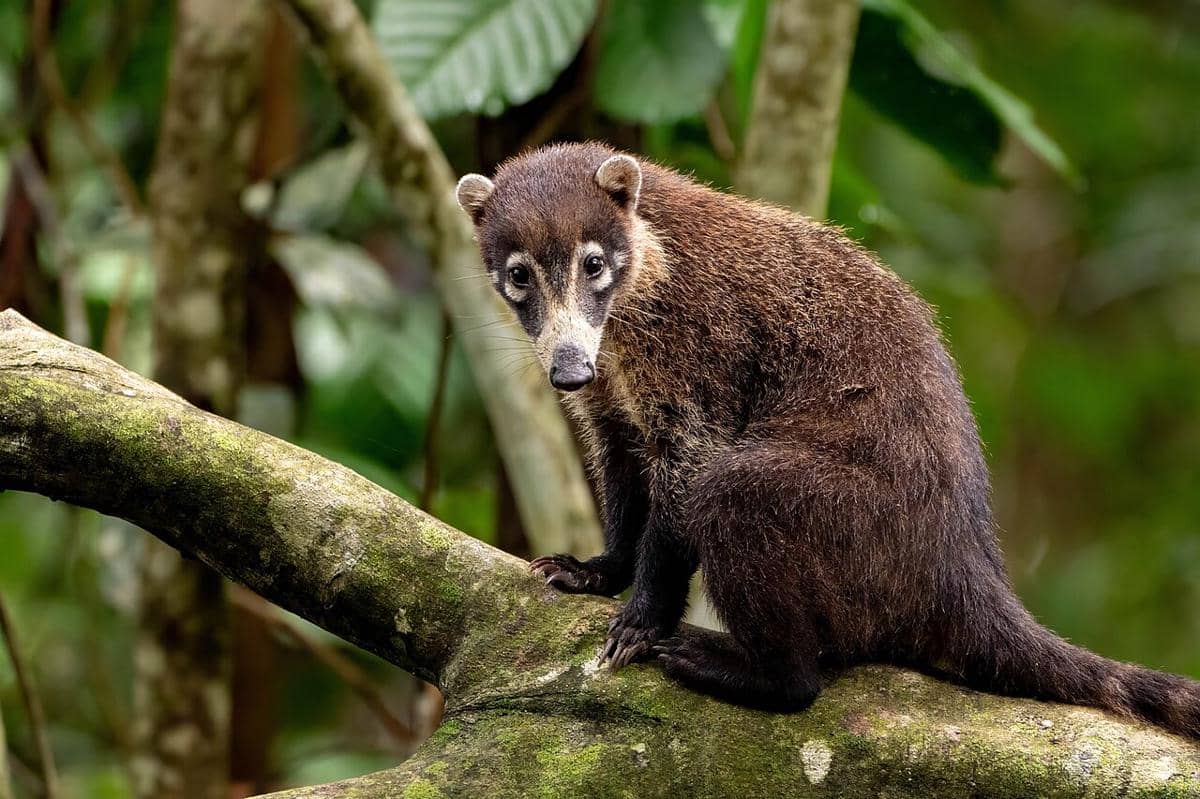 coati hidung putih