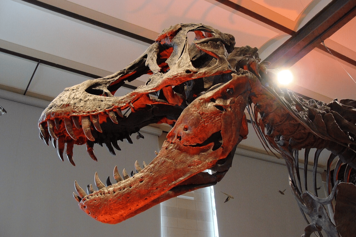 rekonstruksi kerangka Tyrannosaurus