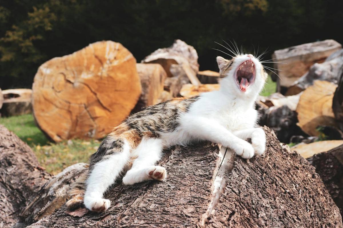 potret kucing yang sedang menguap