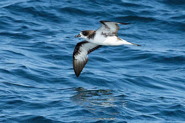 potret burung galapagos petrel 