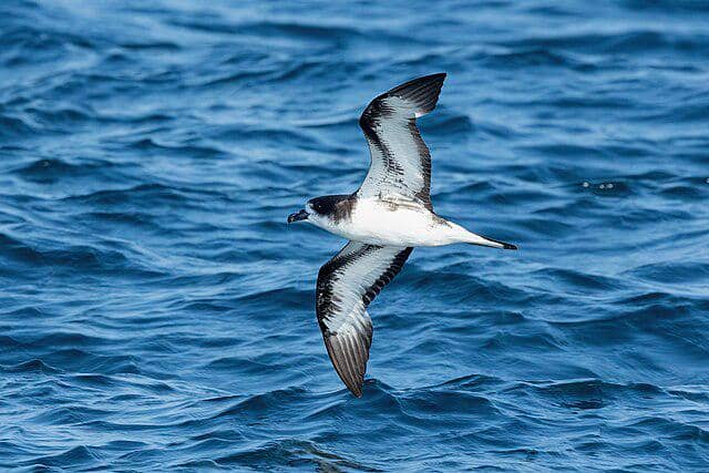 potret burung galapagos petrel