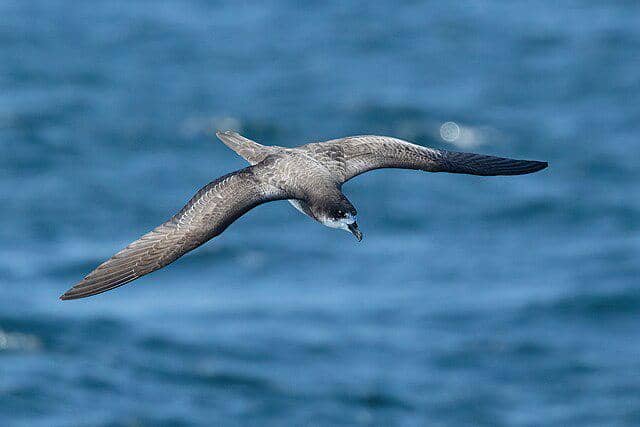 potret burung galapagos petrel