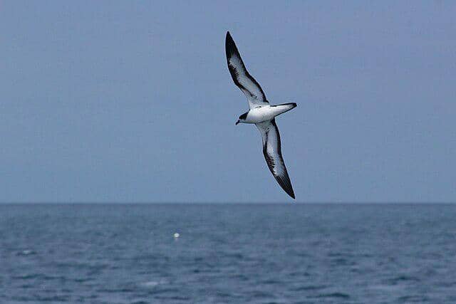 potret burung galapagos petrel