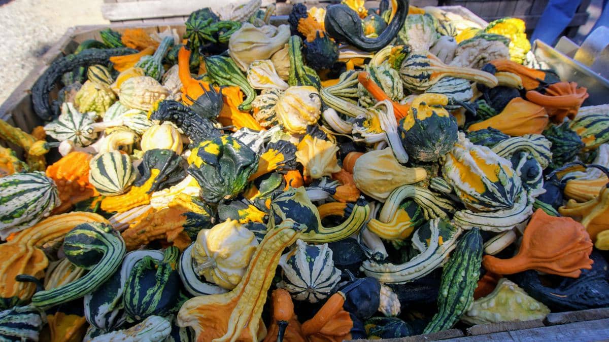 ilustrasi food waste yang membusuk dan berkontribusi terhadap emisi gas rumah kaca