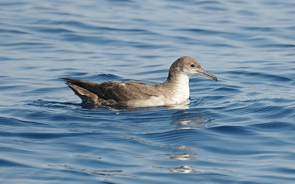 potret burung balearic shearwater