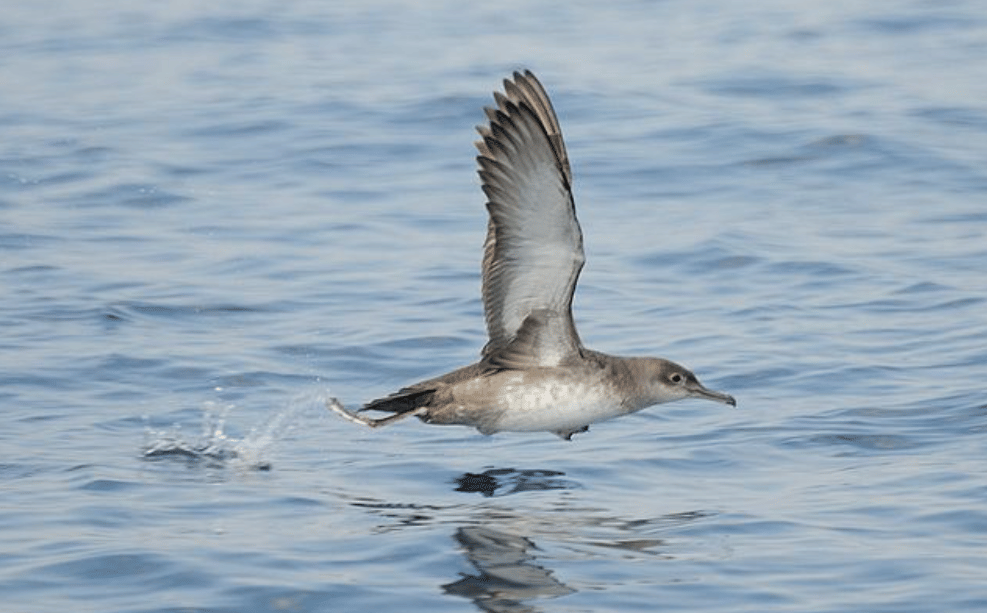 potret burung balearic shearwater