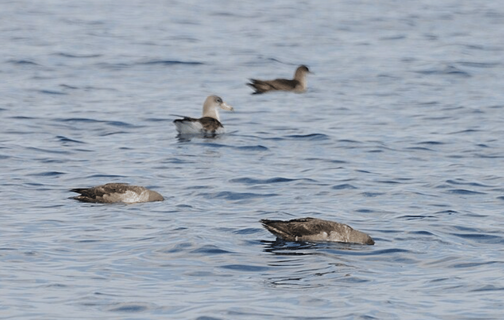 potret burung balearic shearwater