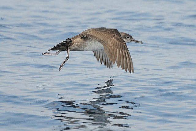 potret burung balearic shearwater 