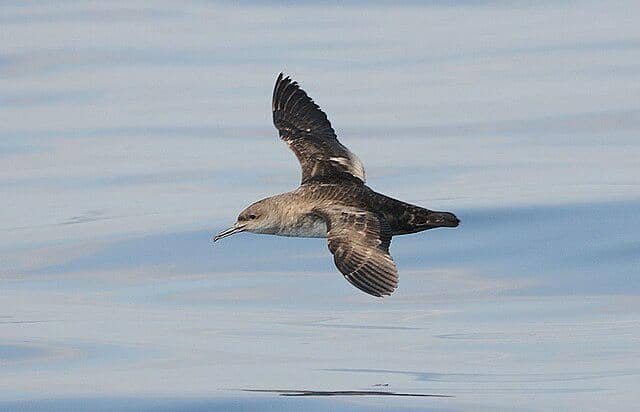 potret burung balearic shearwater