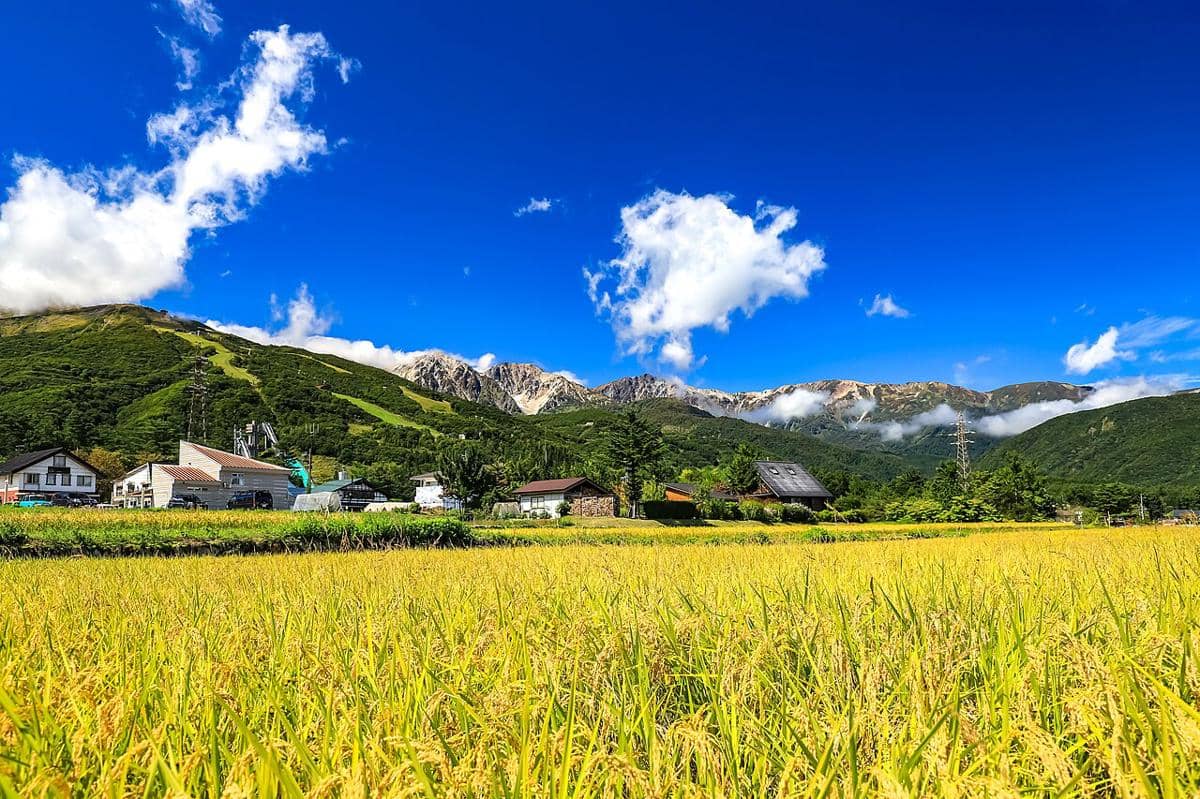 potret area persawahan Hakuba 