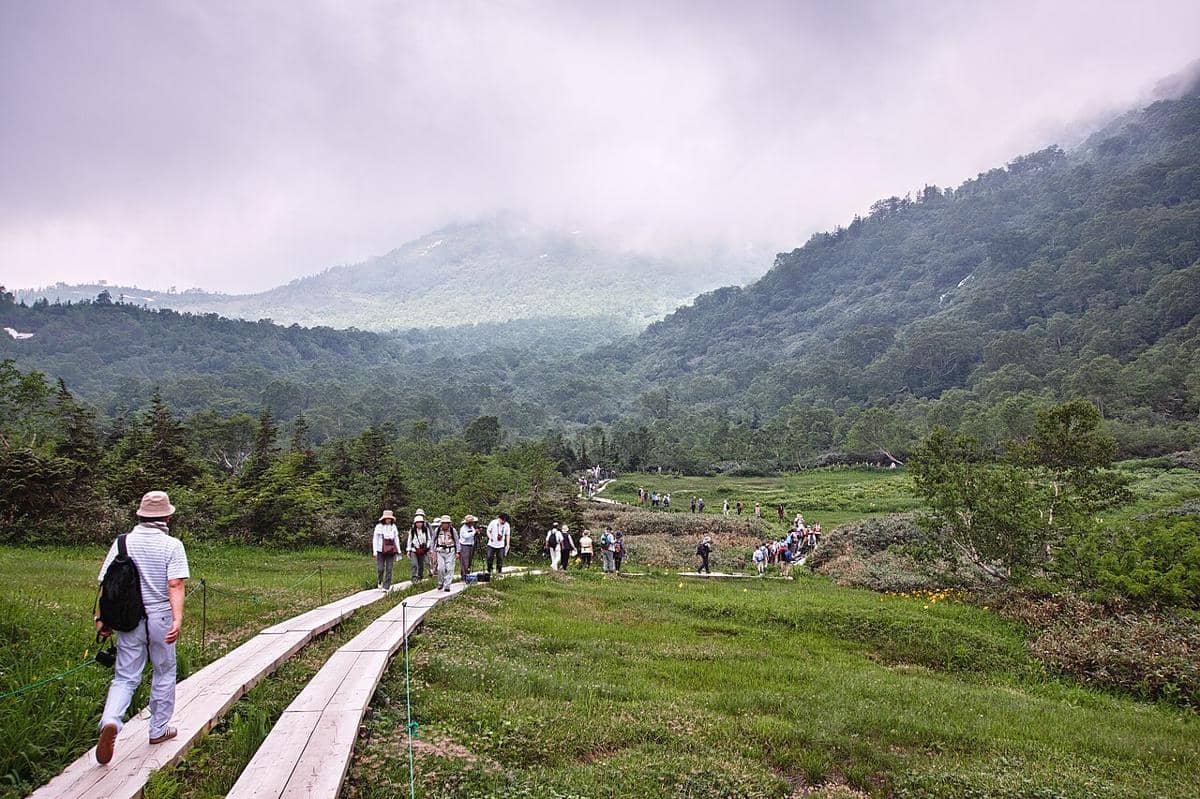 potret jalur hutan di sekitar Tsugaike 